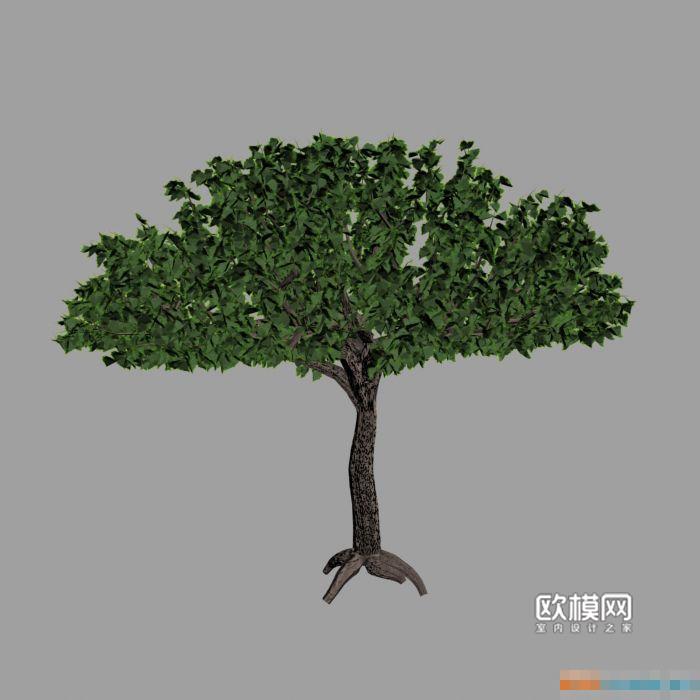 q30伞形树3d模型下载
