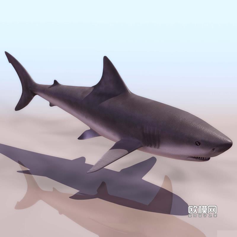 d80鲨鱼3d模型
