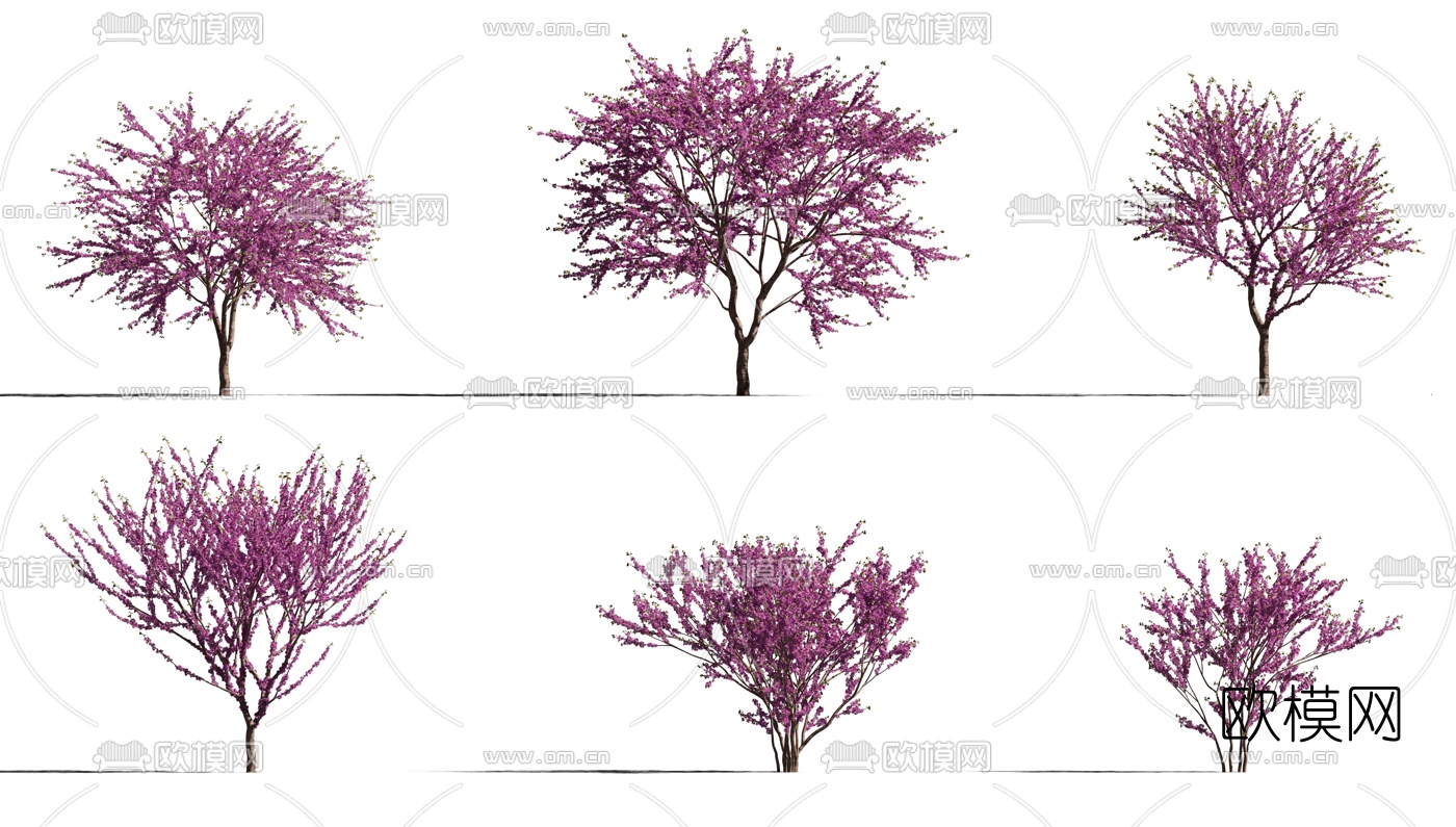 现代紫荆树景观树3d模型