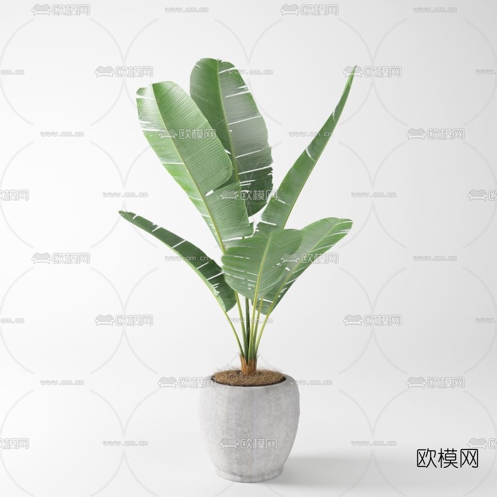 现代芭蕉盆栽3d模型