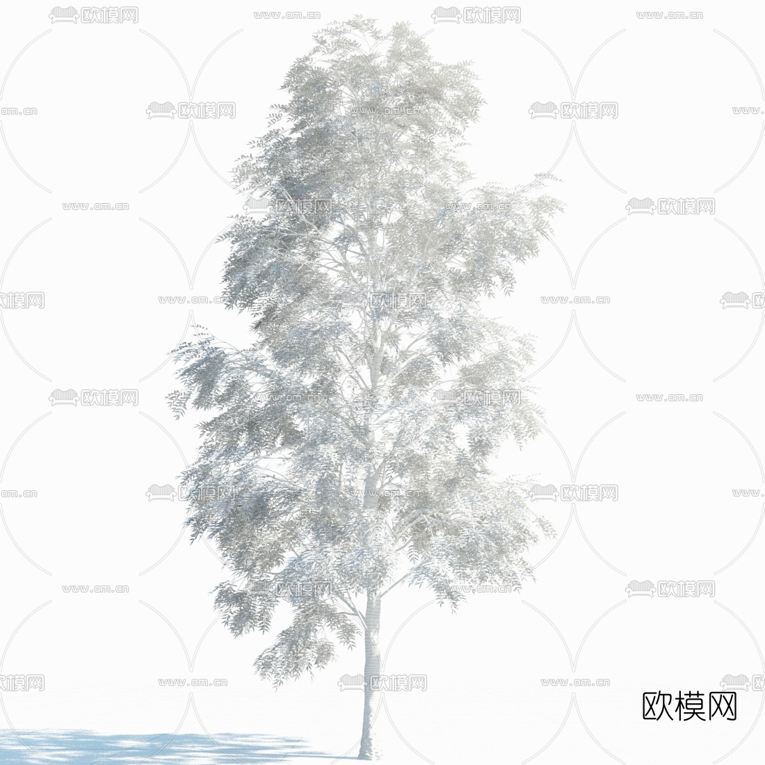 现代白蜡树组合3d模型