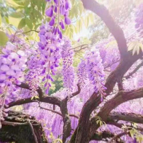 紫藤萝瀑布