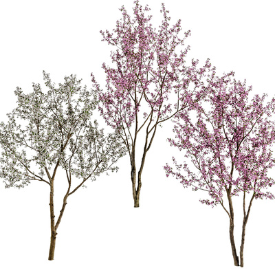 樱花树景观树3d模型