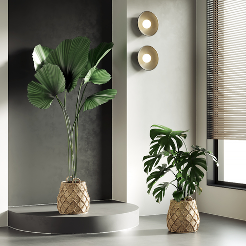 龟背竹 盆栽 盆景3d模型