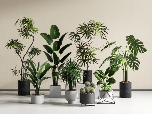 绿植盆栽 植物盆栽 仙人掌 盆景3d模型