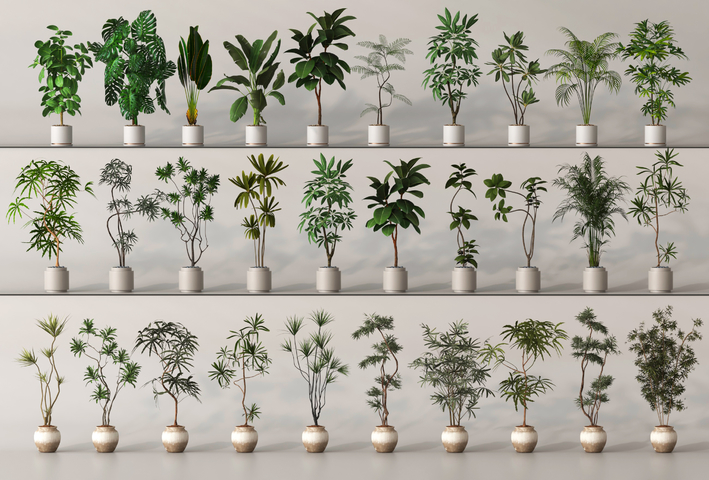 盆栽 盆景 绿植 植物3d模型下载