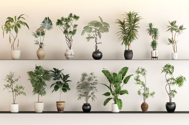 绿植 绿植组合  盆栽  植物3d模型下载