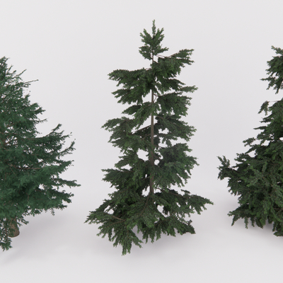  针叶树 松树 雪松树su模型 