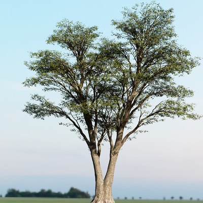  景观树 大树 乔木 香樟树su模型 