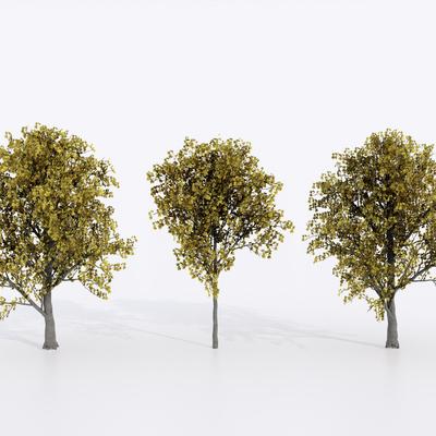  现代树木 枫树 景观树su模型 