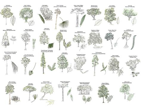  景观树（带树叶放样）cad图库 