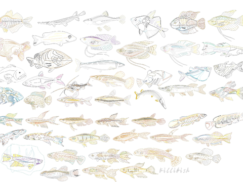  海洋生物cad图库 