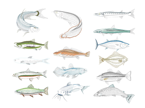  海洋生物cad图库 