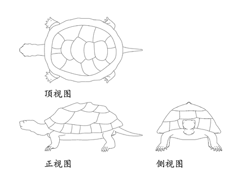  动物乌龟CAD图块 