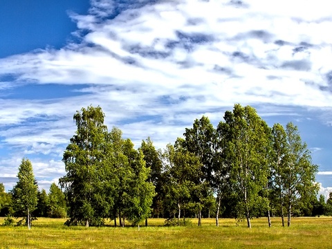  穹顶云幕 绿野呼吸 自然力觉醒 森林白天hdr高清 