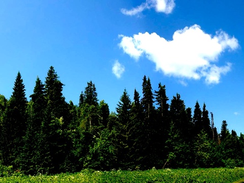  茂密针叶林 开阔草地 蓝天白云 清新自然风 森林天空hdr 