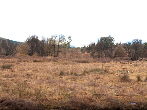  枯黄草地 杂物点缀 稀疏树林 雾霭远山 冷调全景 户外天空h 