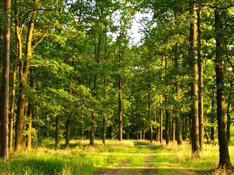  延伸小径 高耸树木 阳光透叶 绿色主调 森岭户外hdr 