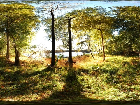  大自然 森林 晴天HDR 