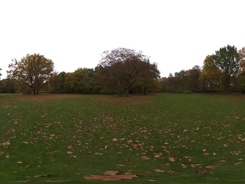  户外秋天树木落叶草地HDR 