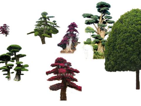  现代景观树大树psd 