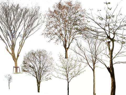  现代竹子绿植psd 