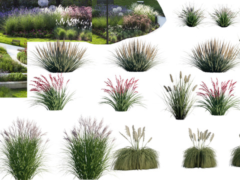  观赏草psd 
