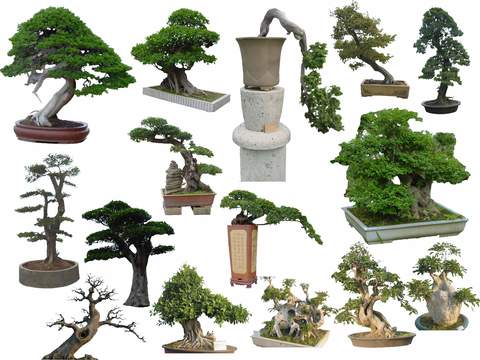  现代景观树花坛树psd 