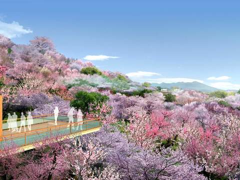  现代樱花树公园园林psd 