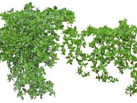  花蔓草绿植植物psd 