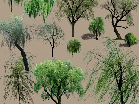  现代柳树景观树psd 