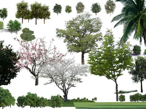 现代枫树樱花树树木景观树psd 