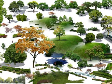  现代枫树大树树木景观树psd 