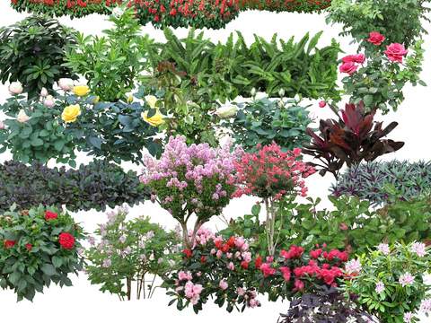  灌木球 花草 鲜花psd 