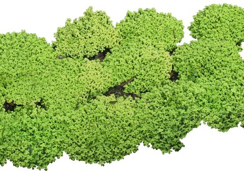  现代佛甲草绿植植物psd 