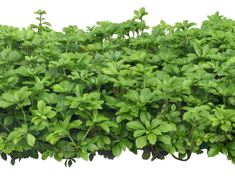  富贵草灌木植物 