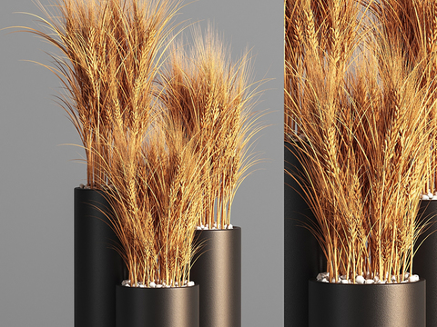  小麦 麦穗 干花盆栽 盆景3d模型 