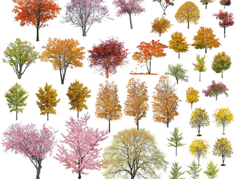  现代枫树枯树景观树psd 