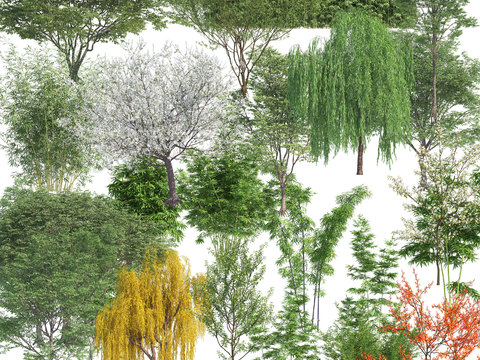  现代柳树景观树psd 