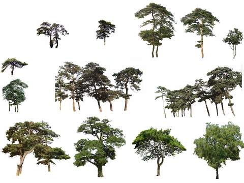  现代松树景观树psd 