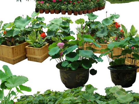  现代灌木丛花草绿植盆栽psd 