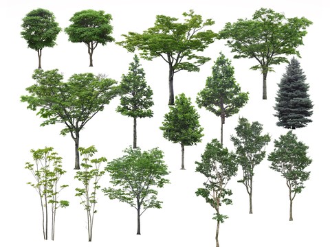  景观树 行道树 大树 群树PSD模型 