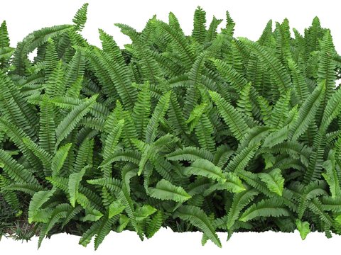  现代绿植灌木psd 