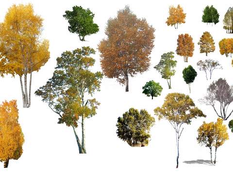  现代枫树树木psd 