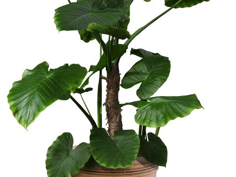  现代绿植盆栽psd 