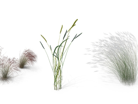  麦穗  芦苇枯草 草丛psd 