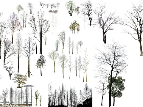  现代枯树景观树psd 