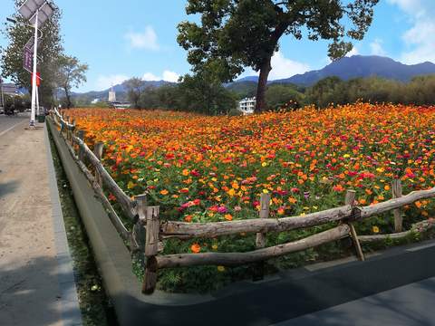  现代公园花卉花海psd 