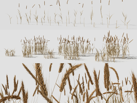  现代农田小麦3d模型 