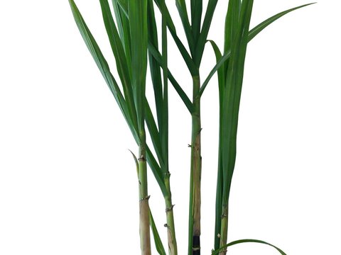  现代绿植盆栽psd 